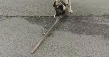 Rize'de köpek Temizlik İşçisinin Süpürgesini Kaçırdı
