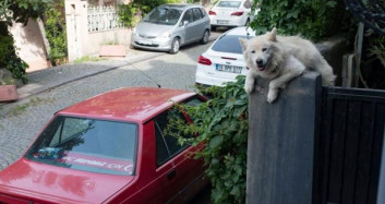 İstanbul'da 10 Senedir Her Gün Çıktığı Duvardan Sokağı Seyrediyor
