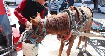 Sahibinden Kaçan At Trafiği Birbirine Kattı