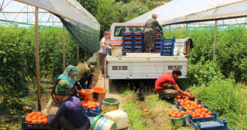 Sebzede Öncü Amasya’da Domates Hasadı Başladı!