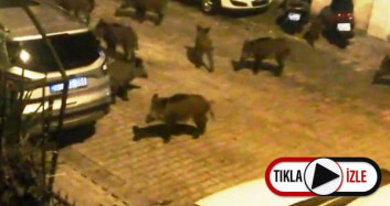 Yabandomuzları Şehirde Panik Yarattı