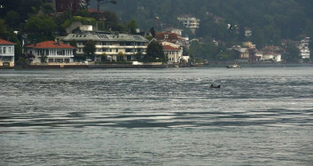 Sevimli Yunus Sürüsü İstanbul Boğazı'nda Dans Etti