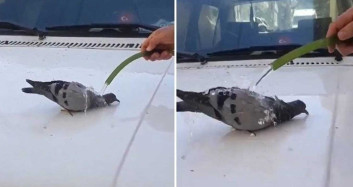 Sıcak havadan bunalan güvercini hortumla serinletti!