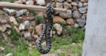 Sivas'ta Nesli Tükenen Boynuzlu Engerek Görüntülendi