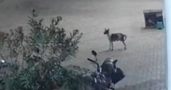 Sokak Köpeğinin Leopara Saldırdığı Anlar