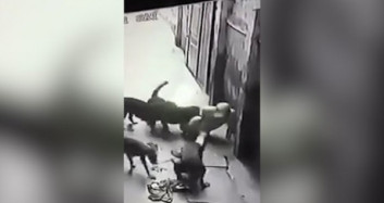 Sokak Köpekleri Kendilerini Seven Adamı Paramparça Etti!