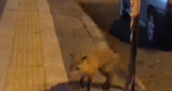 Açlıktan Şehre İnen Tilkiyi Köfte İle Beslediler