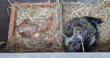 Tavuk, 3 Kedi Yavrusuna Annelik Yapıyor