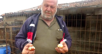 Tavuklarına Maydanoz Yedirdiği İçin Bakın Yumurtaları Nasıl Çıkmış