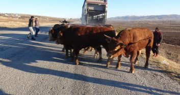 Tır Devrildi, Boğalar Yollara Kaçtı