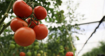 Tohumu Bile Zarar Veriyor! 'İsrail Virüsü' Domatesin Koronası Oldu