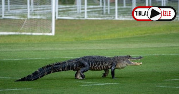 Toronto'da Futbol Takımının Sahasını Timsah Bastı