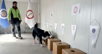 Türkiye'nin İlk Kovid-19 Teşhisi Yapan Köpeği: Zippo