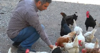 Bu Tavuklar Yeşil Yumurtluyor