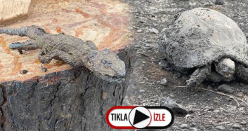 Hatay'daki Orman Yangınında Hayvanlar Telef Oldu