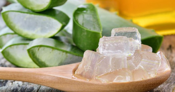 Mucizevi Bitki Aloe Veranın Faydaları