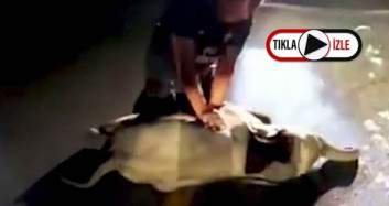 Taylan'da Motosiklet Çarpan Fil Kalp Masajıyla Kurtuldu