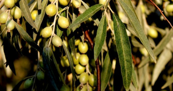 Zeytin Yaprağının Faydaları