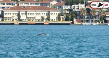 Onlarca Yunusun İstanbul Boğazı'ndan Geçiş Anı