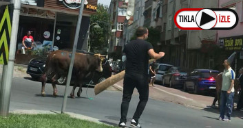 Zeytinburnu’nda Yola Atlayan Kurbanlık Dana Ortalığı Birbirine Kattı! O Anlar Kamerada