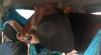 Rize'de 2 Düveyi Aracının Arka Koltuğunda Yaylaya Böyle Götürdü