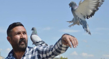 300 Güvercin İçin Aldığı Araziye, 350 Bin Lira Harcadı