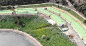 Adalar’da 100’e Yakın At İBB Tarafından Ahıra Hapsedildi