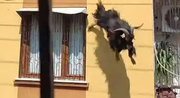 Adana’da Kurbanlık Keçi Çatıdan Düştü!