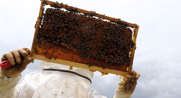 Ağrı Yaylalarında Arıcılar Bal Mesaisine Başladı