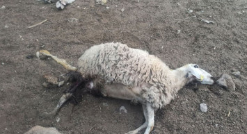 Aksaray'da Yırtıcı Kurt, Ahırdaki Koyunları Telef Etti