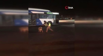 Ankara’da Otobüs Şoförü ve Köpeğin Eğlenceli Anları Sosyal Medya Gündem Oldu