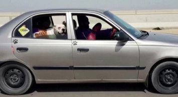 Artık Hayvanların da Taksisi Var!