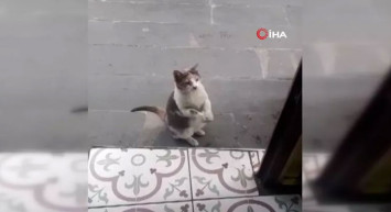 Artvin’de Kameralara Yakalanan Kendi Sosyal Medyada Gündem Oldu