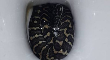 Avustralya'da korku dolu anlar: Tuvaletin içinden yılan çıktı