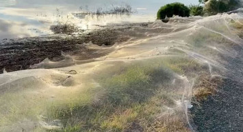 Avustralya'da Yaşanan Yağışlar Sonrası Ortaya Dev Örümcek Ağları Çıktı