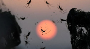 Avustralya'da Zehirli Örümcek Paniği