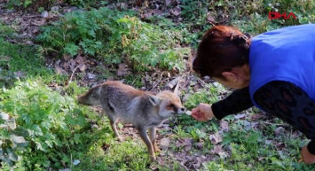 Aydın'da Aç Tilkiyi Elleriyle Besledi