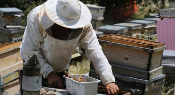 Bahçesinde bulduğu arılar mesleği oldu