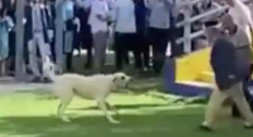 Başıboş köpek terörü bitmek bilmiyor! İzmir'deki mezuniyet töreninde davetliler nereye kaçacağını şaşırdı!