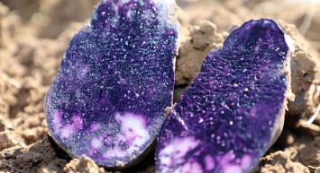 Binbir Derda Deva Mor Patatesin Hasadına Başlandı