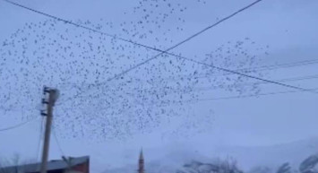 Bingöl'de Sığırcıkların Gökyüzündeki Dansı Güzel Görüntüler Oluşturdu