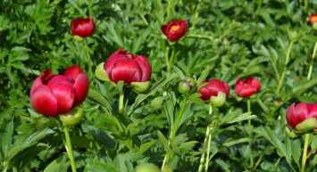 Ayı Gülü Çiçeğini Koparmanın Cezası 80 Bin TL