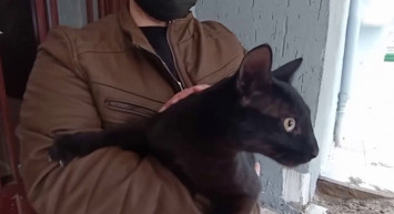 Bursa'da Boş Evin Balkonuna Düşen Kedinin İmdadına İtfaiye Yetişti