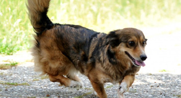 Bursa'da Felçli Köpek, Kök Hücre Nakli Sayesinde Yürüdü