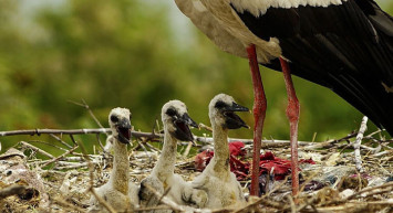 Bursa’daki Yaren Leylek Yavrularıyla Karacabey'de Görüntülendi