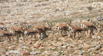 Cudi Dağı’na Bırakılan Ceylanlar Takip Ediliyor