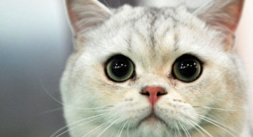 Denizli'de Ağaçtaki Kediyi Ege Şivesiyle Kurtarma Çabası