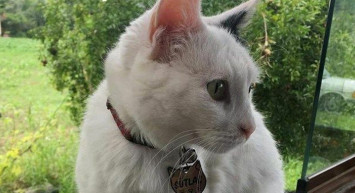 Denizli'de Kale Ağlarına Takılan Kediyi İtfaiye Kurtardı