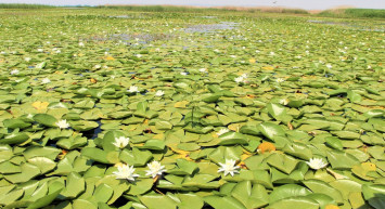 Denizli’deki Çivril Işıklı Gölü'nde Nilüfer Şöleni Yaşandı