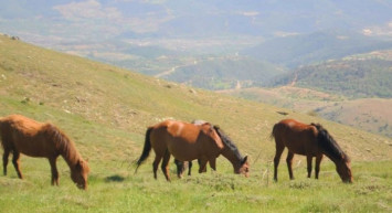 Denizli'deki Yılkı Atları Güzel Görüntülere Yer Verdi